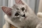 Ксения Бородина: Знакомьтесь, это Цветан!