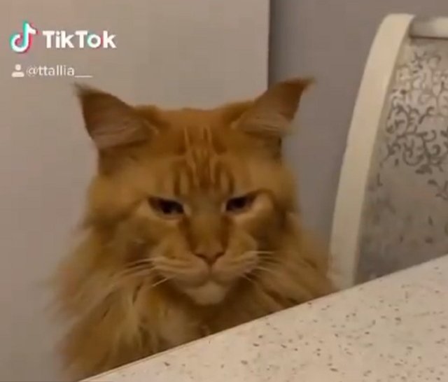 Алексей Адеев зашёл в периметр с новой девушкой и котом