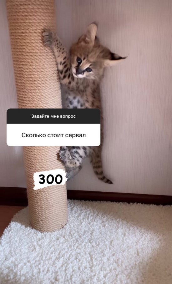 Диана Игнатюк: Медитация, завтрак, спорт