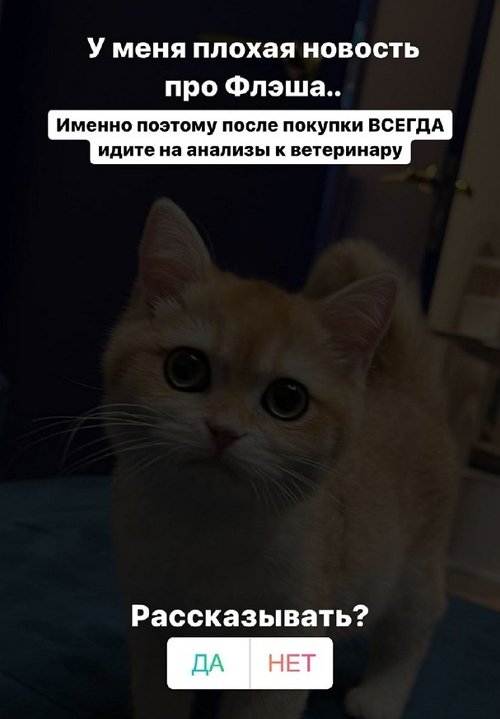 Милена Безбородова: У кота калицивирус!