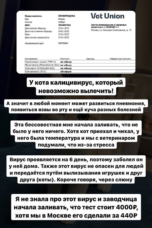 Милена Безбородова: У кота калицивирус!