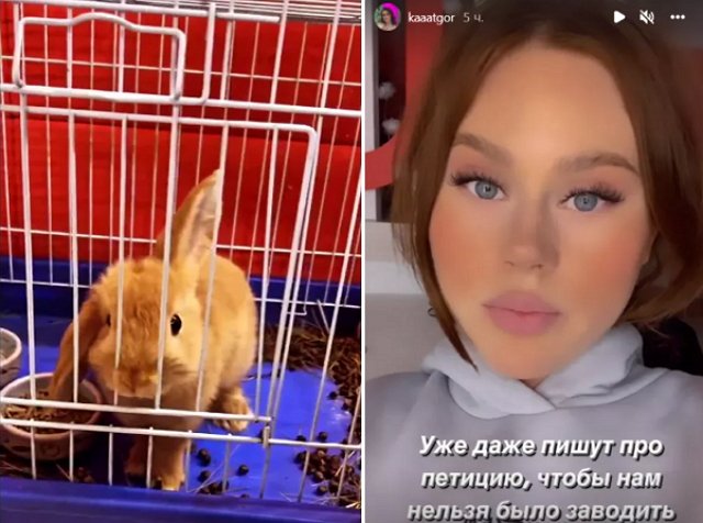 Горина оправдывается за то, что бросила своего питомца