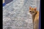 Милена Безбородова: Флеш привык к моему бывшему и теперь грустит...