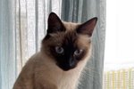 Черно не признала в найденном коте своего любимого Йосю