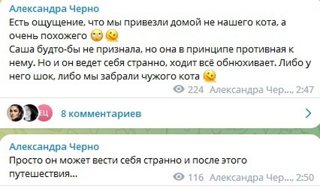 Черно не признала в найденном коте своего любимого Йосю