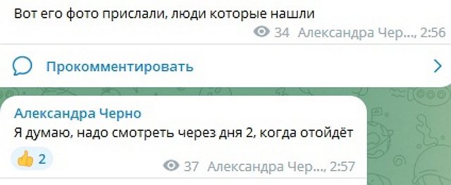 Черно не признала в найденном коте своего любимого Йосю