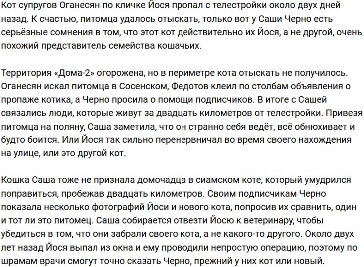 Черно не признала в найденном коте своего любимого Йосю