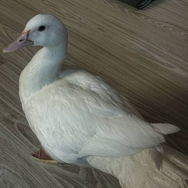 Соня Гриневская собирается привезти на Дом-2 любимую утку Соня Гриневская собирается привезти на Дом-2 любимую утку