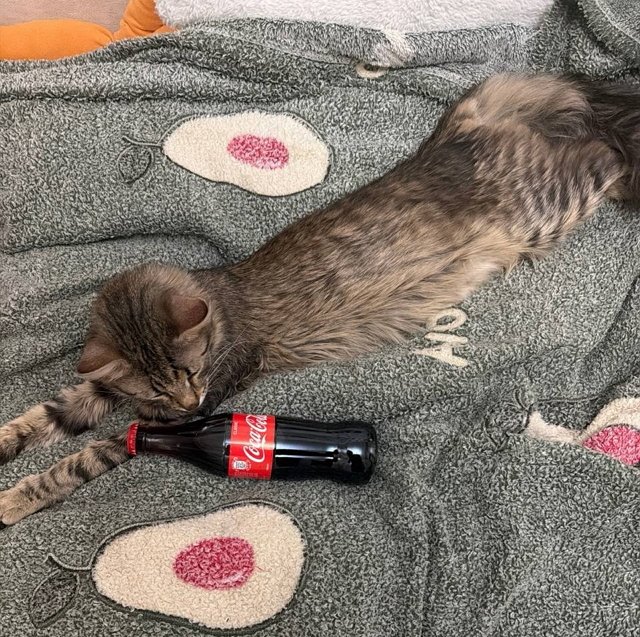 Ксения Нечаева познакомила Степана Карпова с родителями Ксения Нечаева познакомила Степана Карпова с родителями