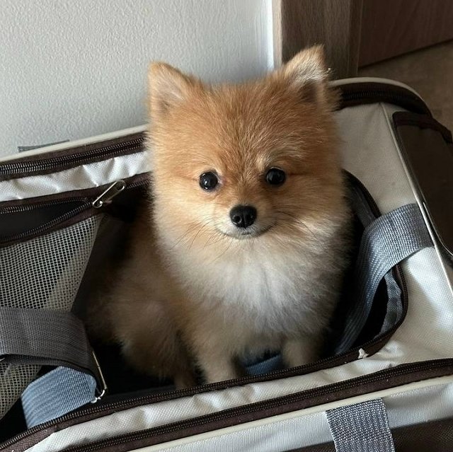 Супруги Хорошевы решили пожить в Испании?